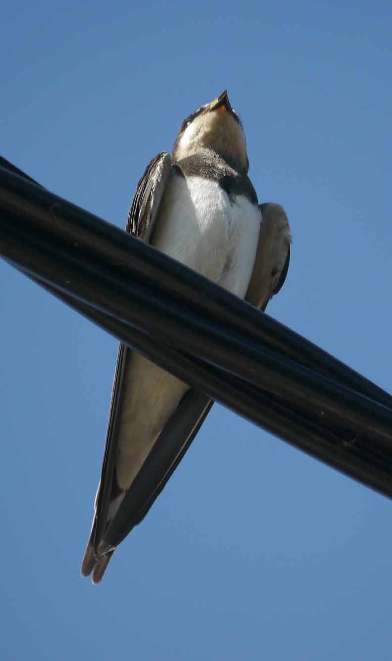 Juvenile Swallow, MJMcGill