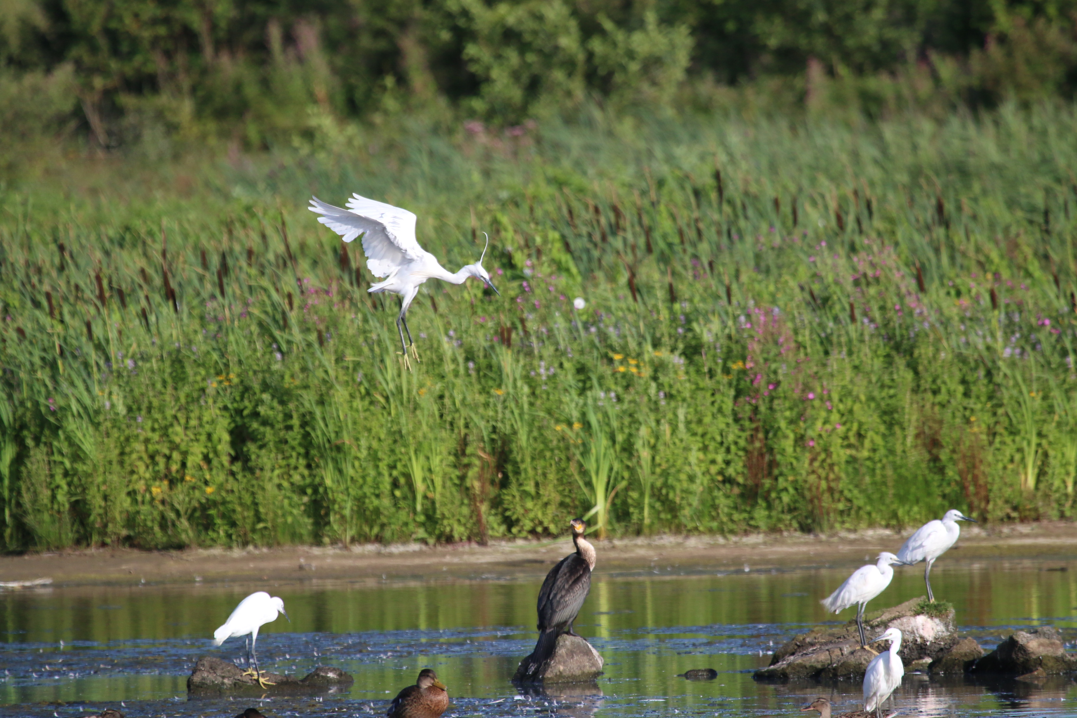 Little Egret, Cr. Rob Werran