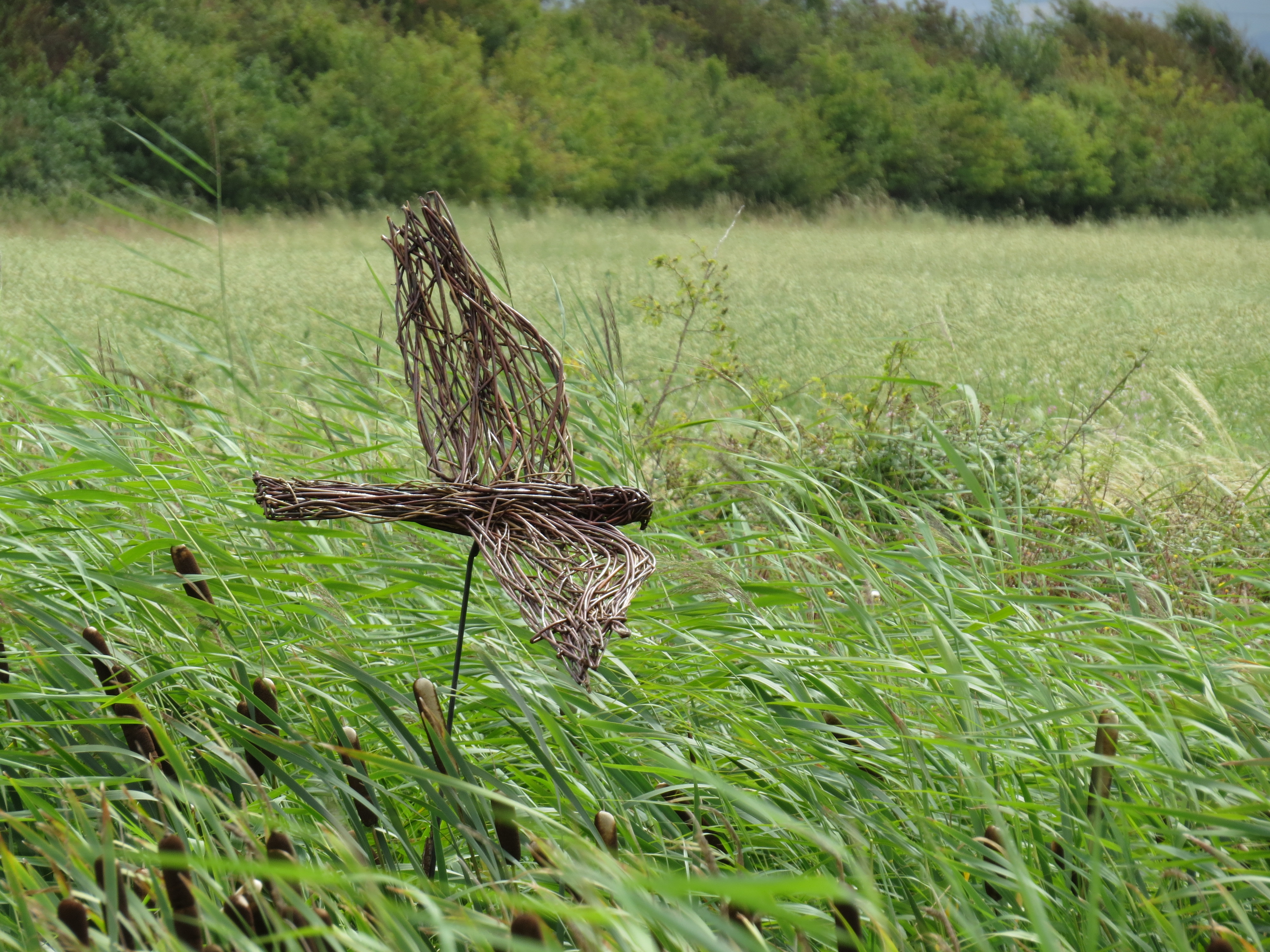 Marsh harrier 1