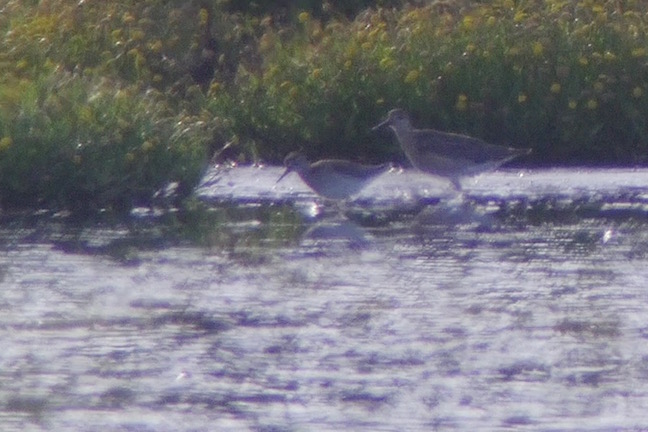 Wood Sandpiper with Ruff distantly (T. Disley)