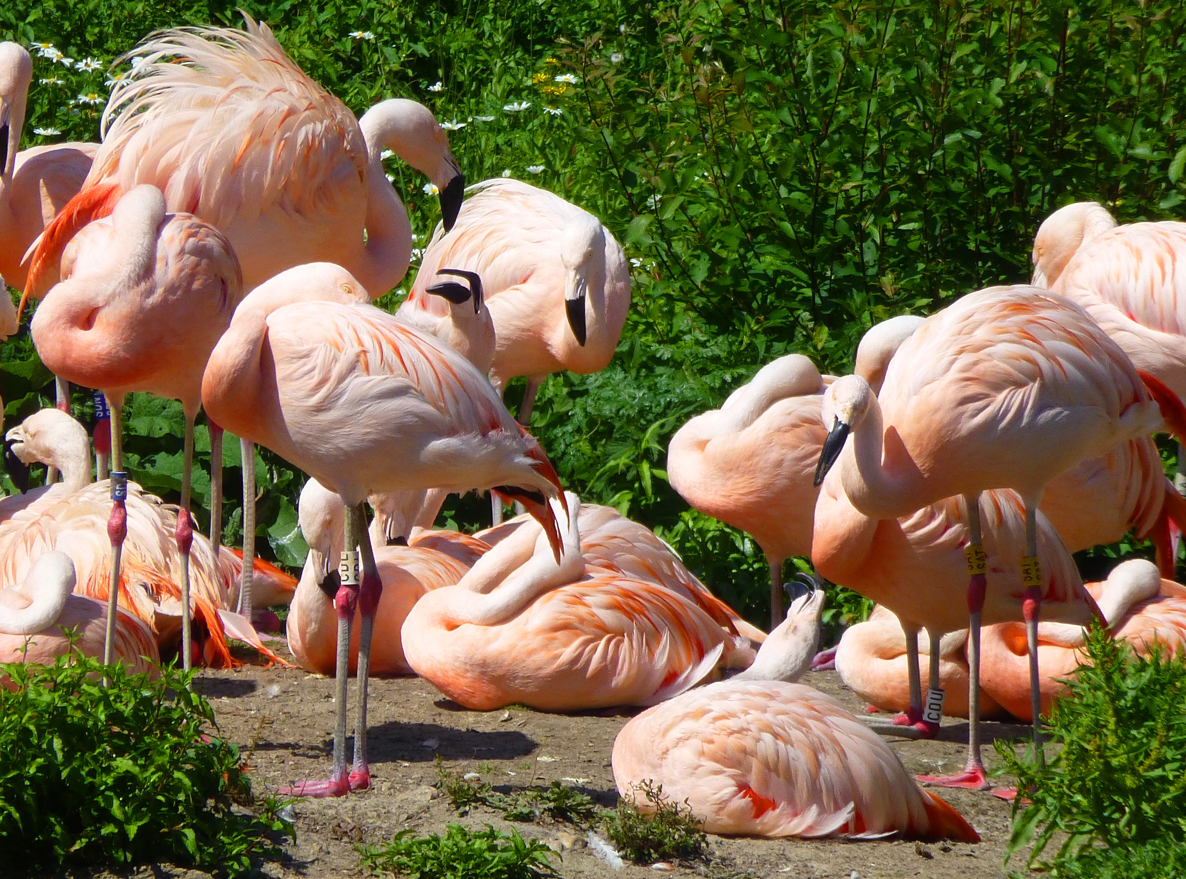 When one flamingo starts a quarrel with its neighbour, this can start a ripple across the group with other flamingo being annoyed and angry too.