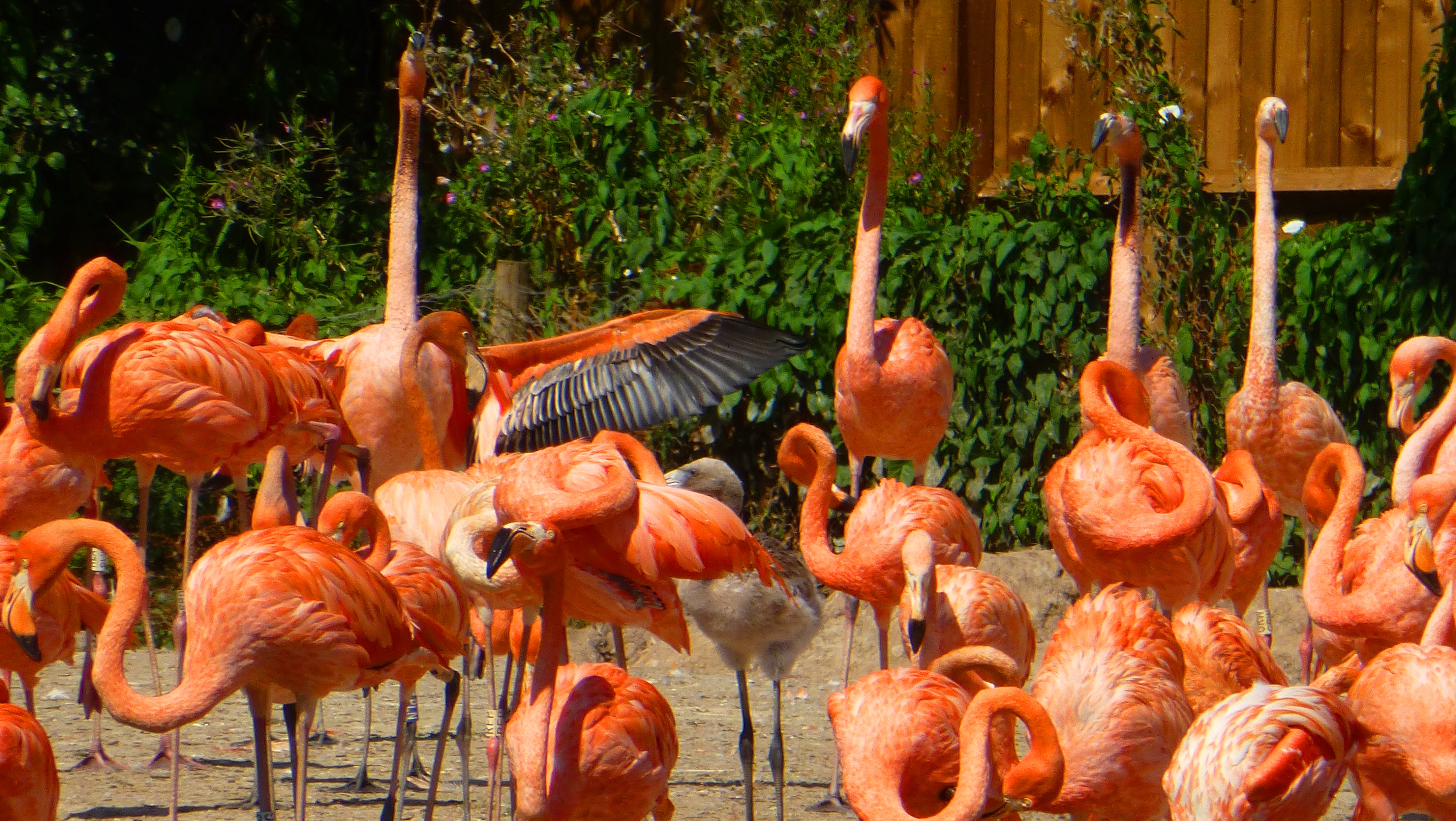 Who wants to dance?! Caribbean flamingos that haven't bred this year start to think about their courtship routines for next year's nesting season. Early bird gets the worm and all that...