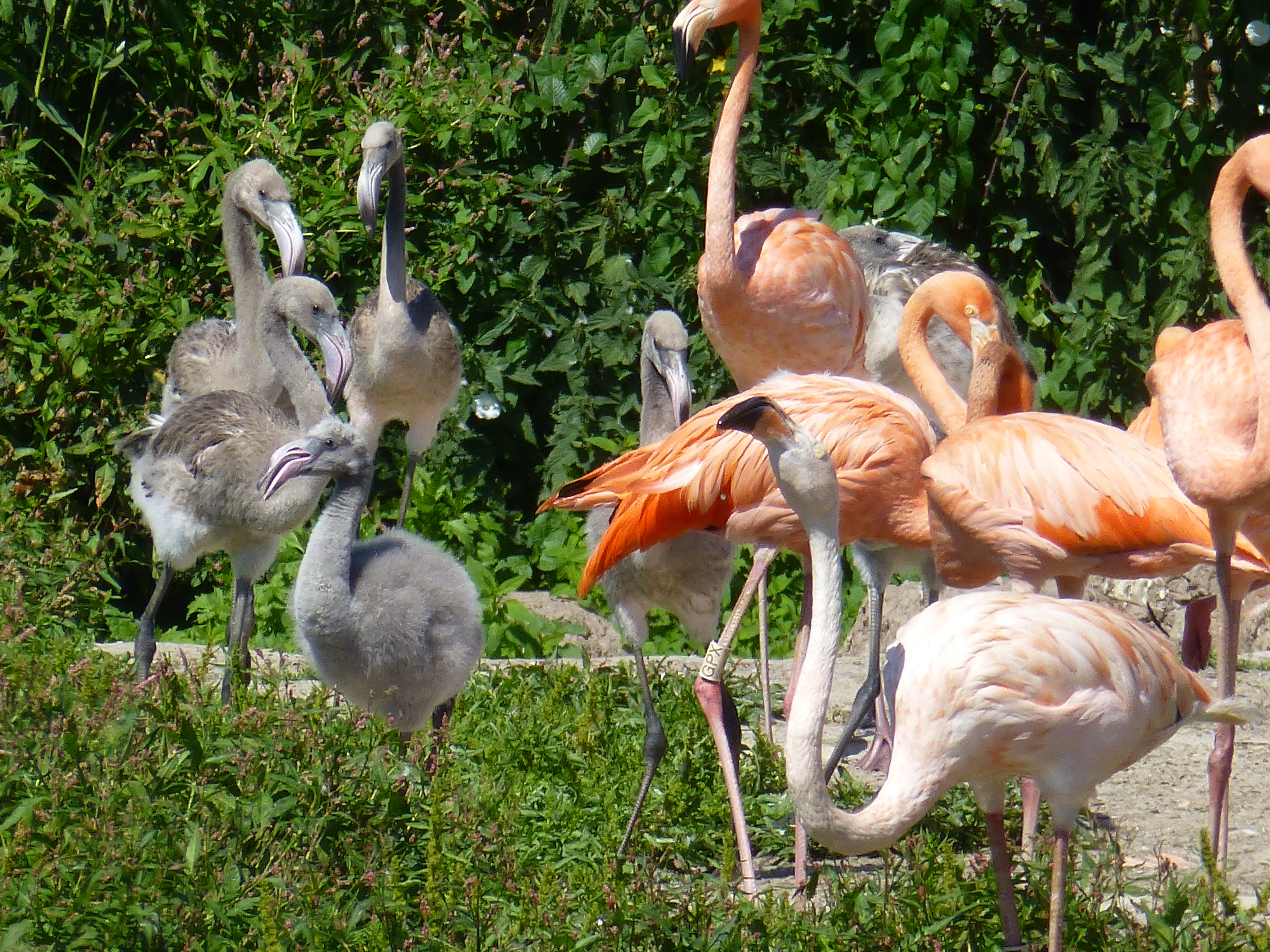 Chicks are growing fast and starting to look a little gawky. Creching is one of the nicest things to look out for in a flamingo flock at this time of the year. And spot the worn out, almost white, parent at the front!