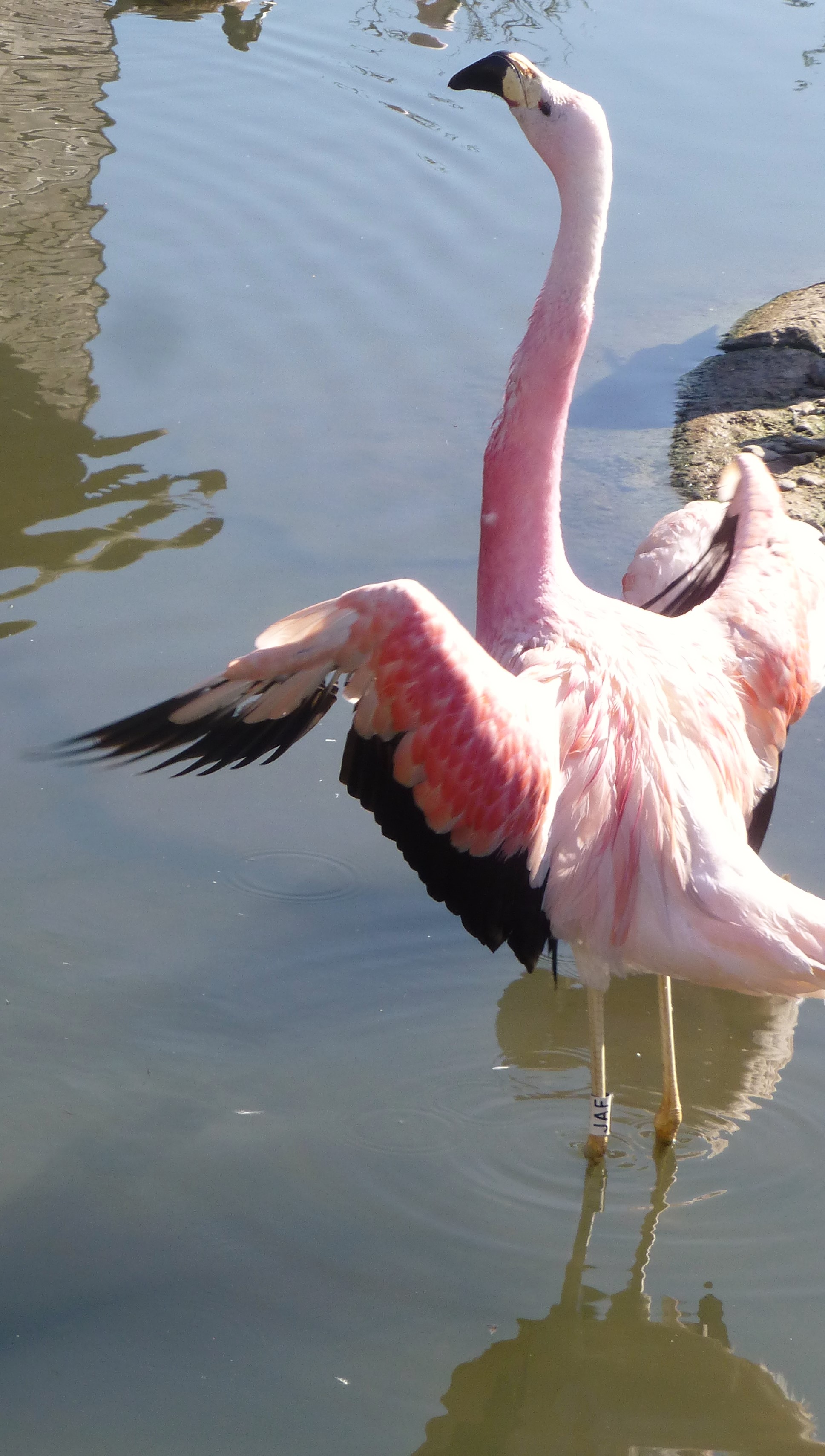 Dropping black feathers is a sign that a flamingo is probably not going to breed this year, this example in an Andean flamingo.