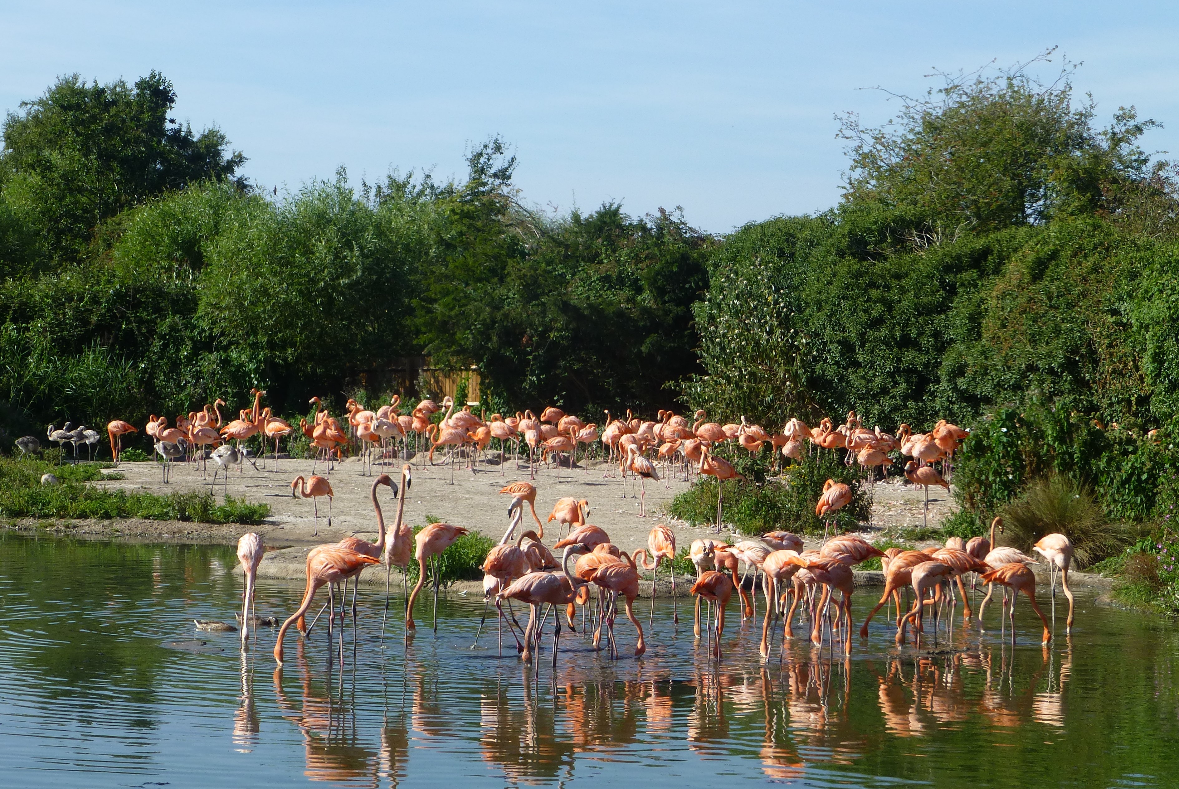 Summer time activity. Flamingos follow a similar behavioural pattern to most waterbirds, being most activity in the early morning to late afternoon. Visitors to Slimbridge that are taking advatange of the long summer days, will see the birds closer up towards the end of the day.