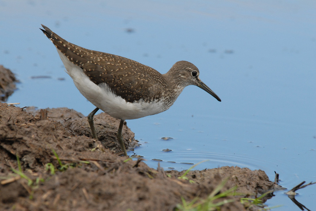 Green Sandpiper by James Lees