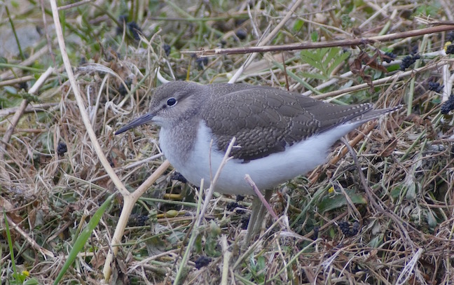 Juvenile Common Sandpiper on the Mere (T. Disley)