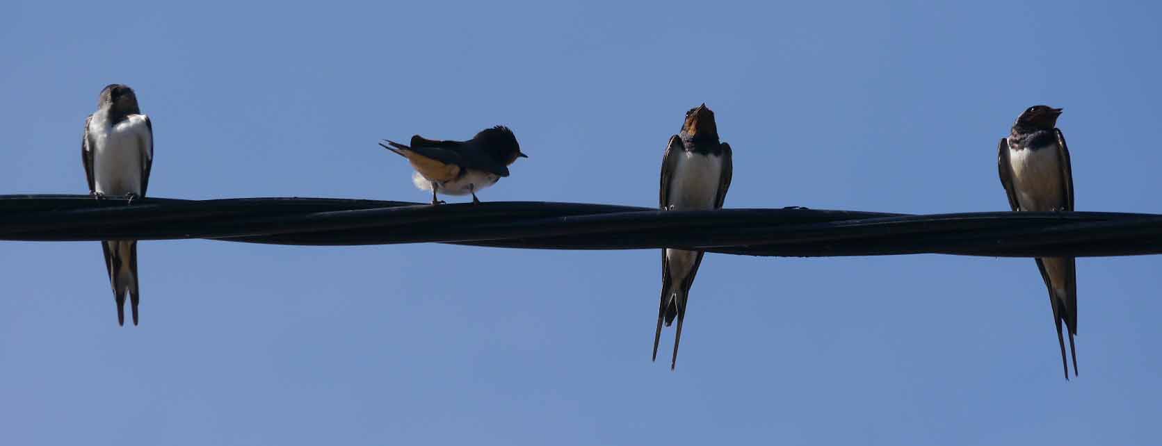 Swallows on wires, MJMcGill