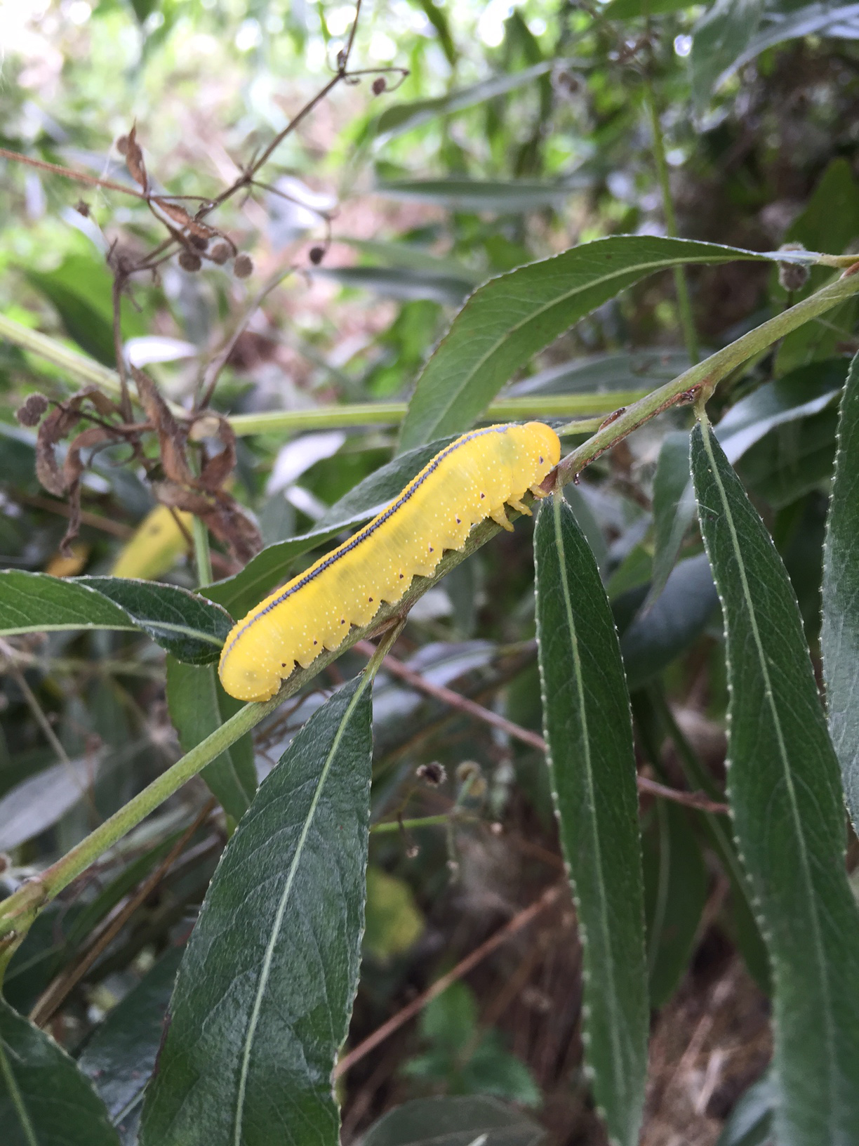 Willow sawfly larvae by Annabelle Hammond