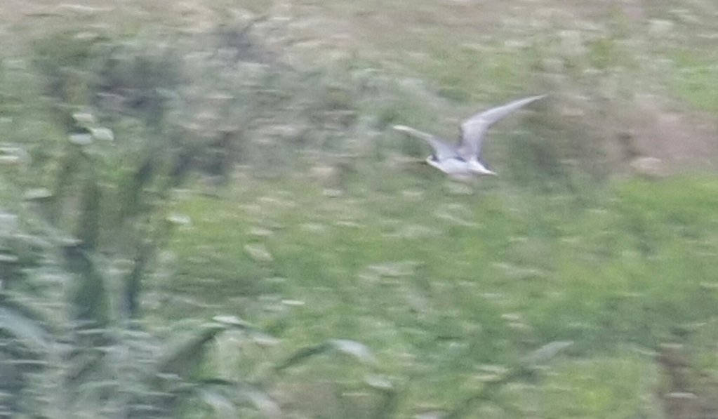 Awful shot of the Black Tern