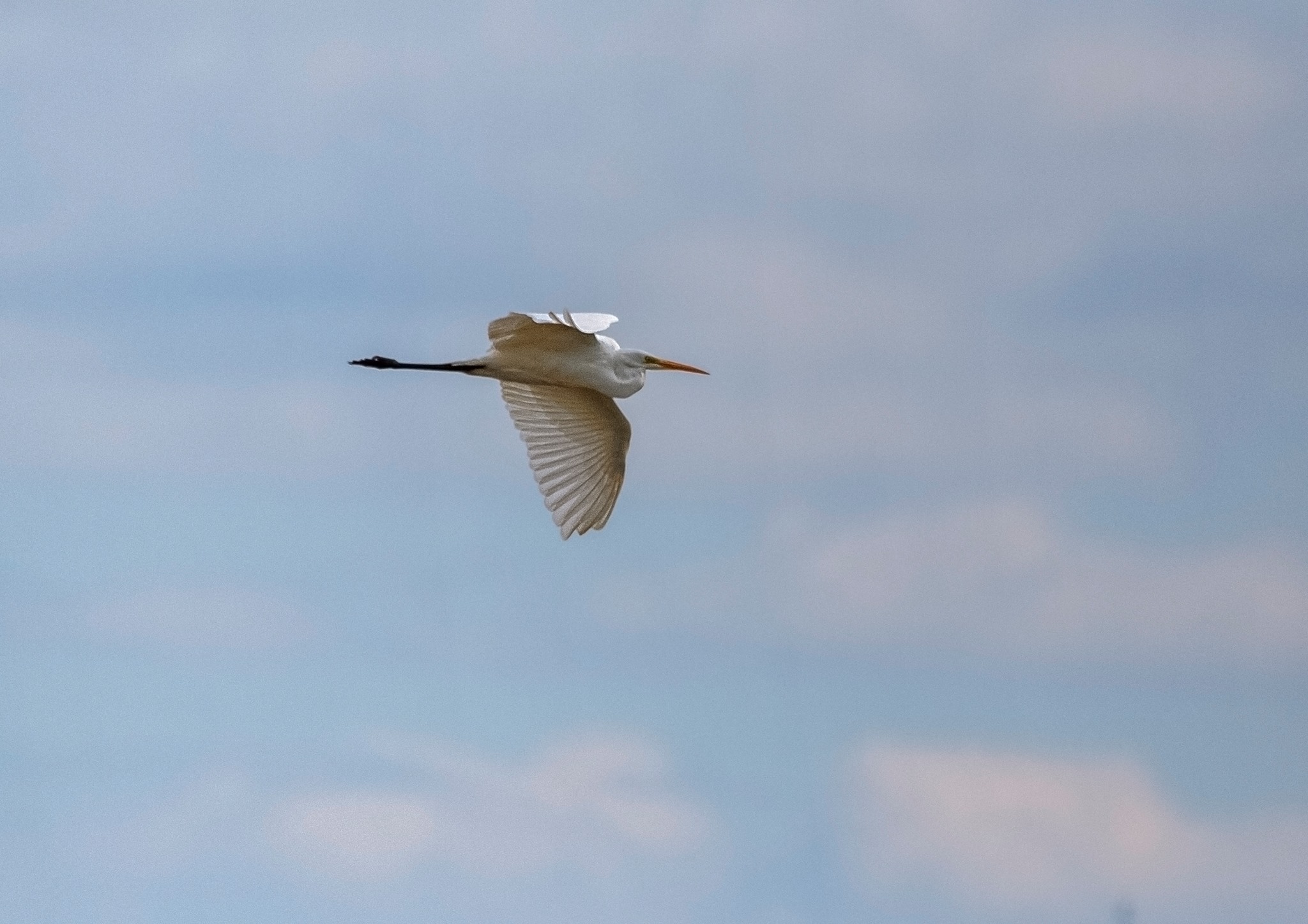 Great Egret flying over the Folly Pond. Photo taken by Alex Hillier