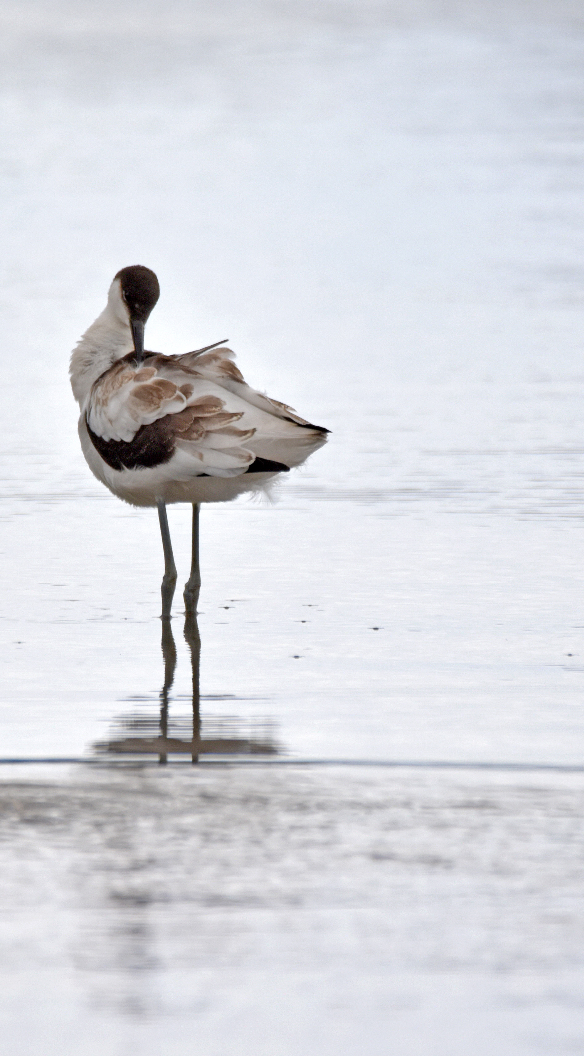 Avocet juvenile by Ian Henderson