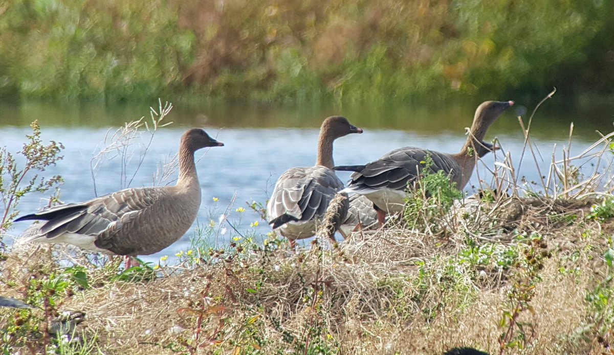 First Pink-feet of the Autumn