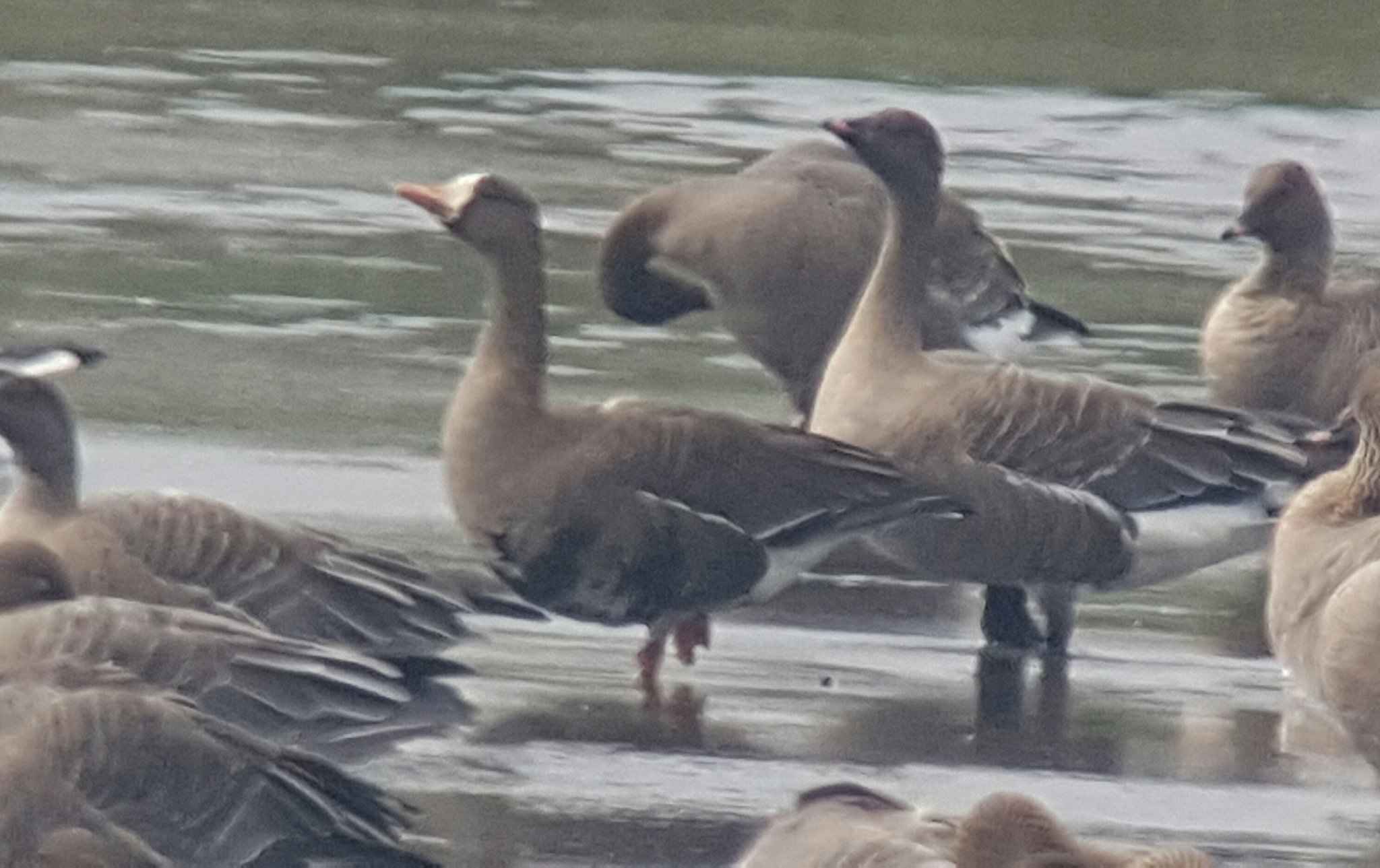 Greenland Whitefront with Pink's on Sunley's Marsh