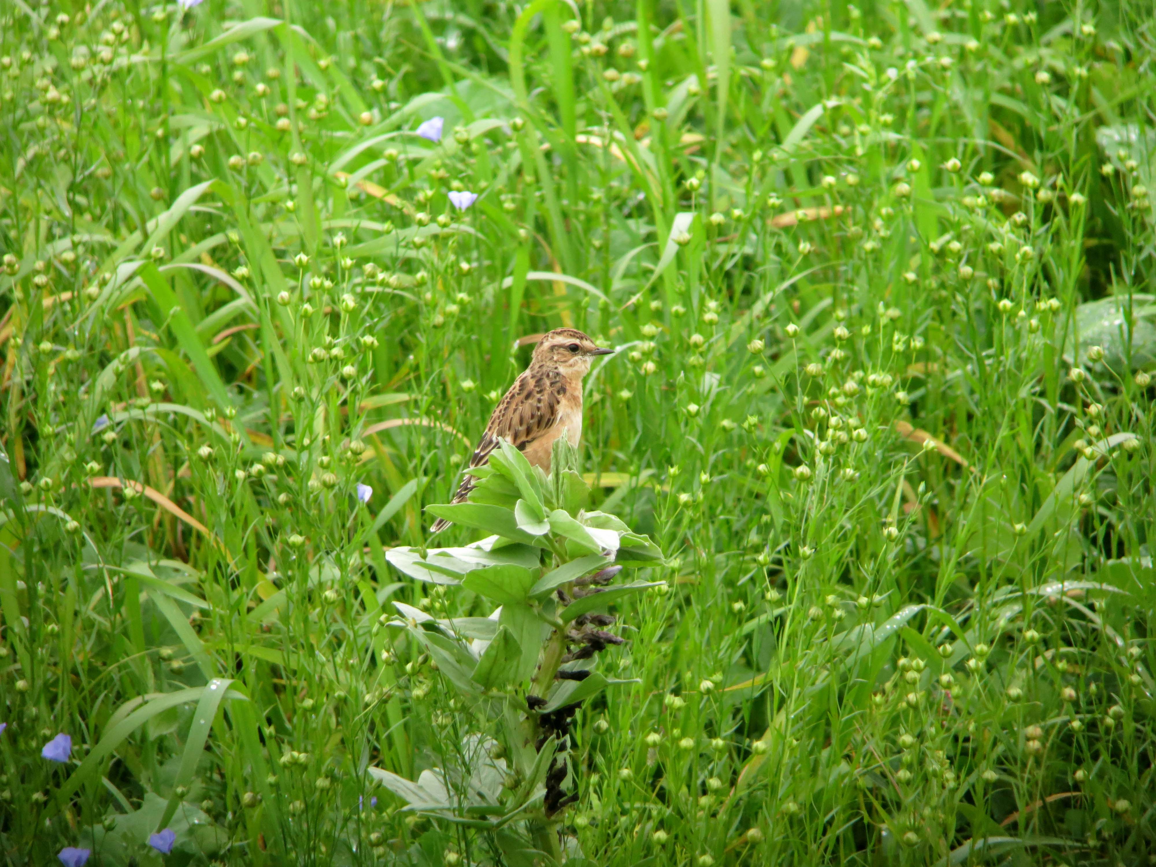 Whinchat. Photo by Reserve Manager Joe Bilous