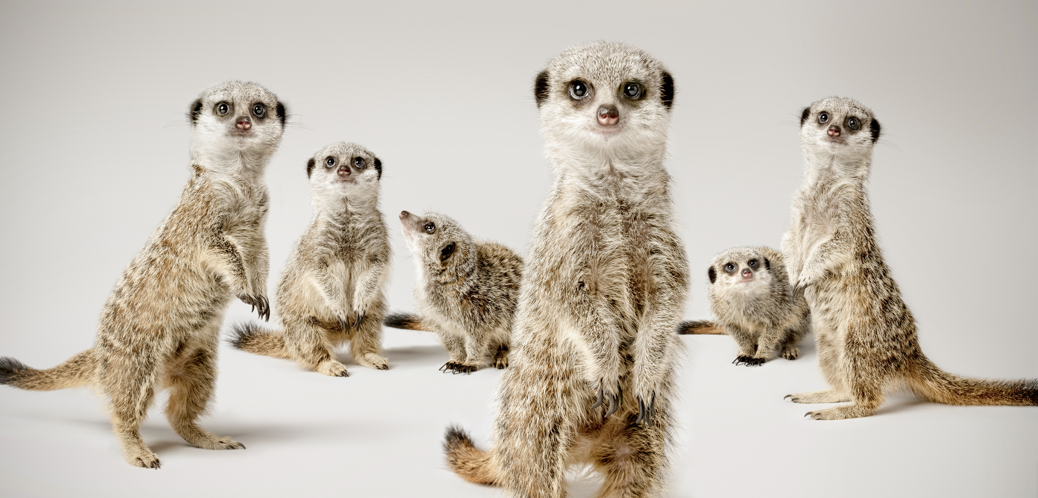 meerkat-xxxlarge-01