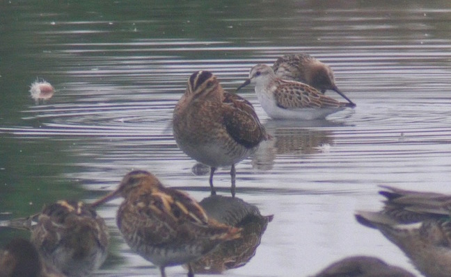 One of the juvenile Little Stints with a Dunlin and Snipe (T. Disley)