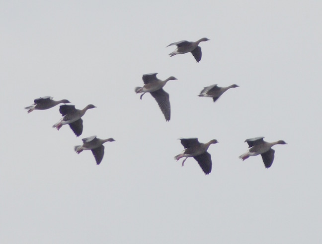 Pink-footed Geese arriving during the morning (T. Disley)