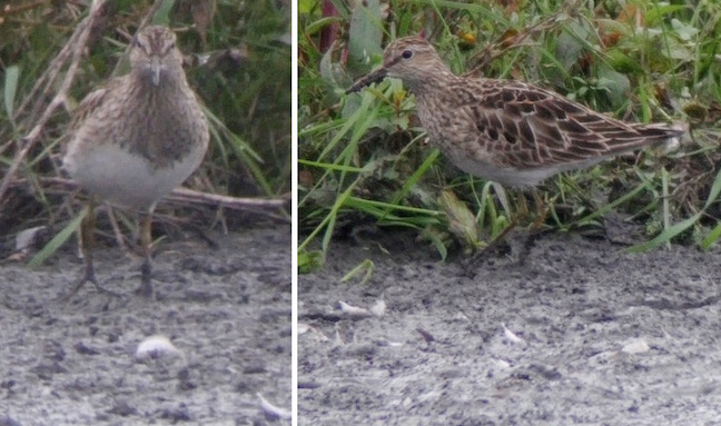 The Pectoral Sandpiper showed well from Ron barker Hide today (T. Disley)