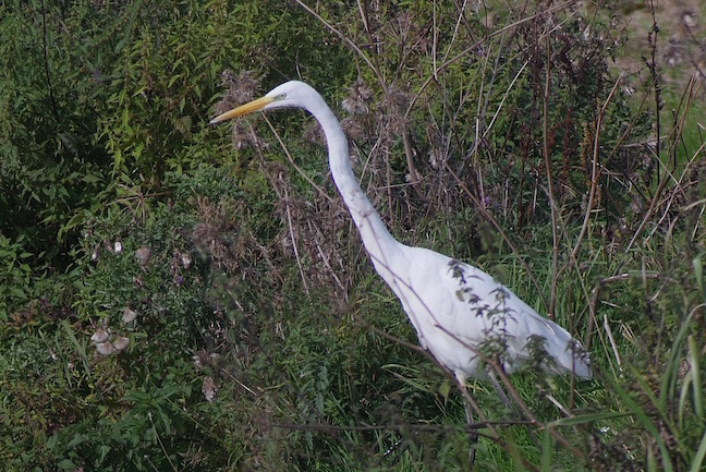 Great White Egret in Langley's Brook viewed from Ron Barker Hide (T. Disley)