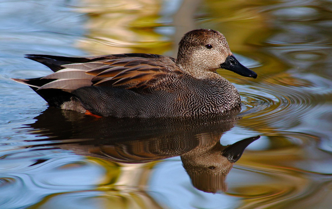 Numbers of gorgeous gadwall increasing