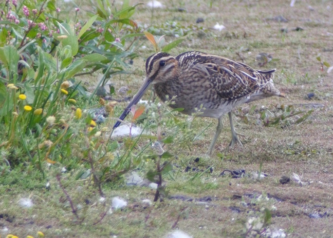 Lots of Common Snipe around at the moment (T. Disley)