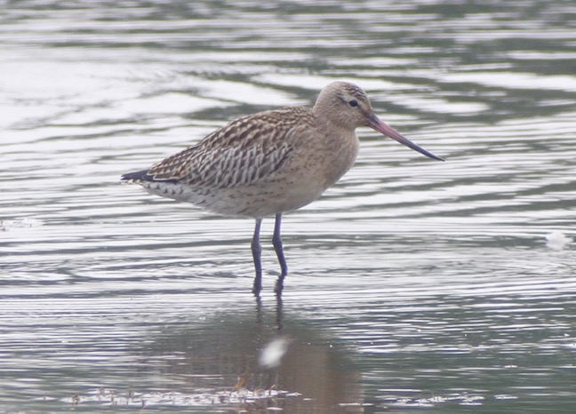 Juvenile Bar-tailed Godwit from Harrier Hide this afternoon (T. Disley)