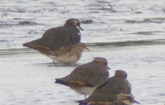 A record shot of the Pectoral Sandpiper from Ron Barker Hide (T. Disley)