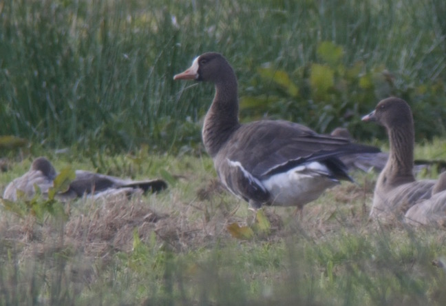 Presumed Greenland White-fronted Goose (T. Disley)