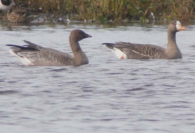 Greenland White-fronted Goose with a juvenile Pink-footed Goose (T. Disley)