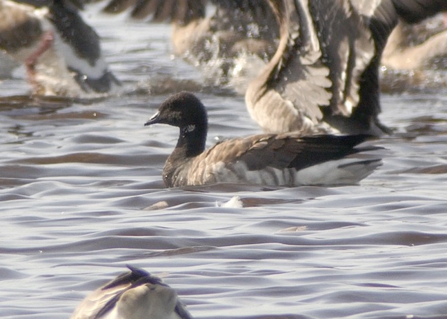 Pale-bellied Brent Goose on the Mere (T. Disley)