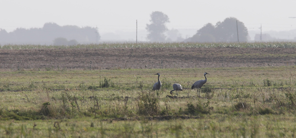 Cranes by Roger Rawson