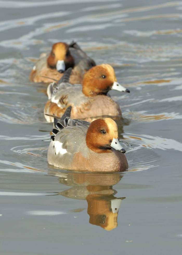 'Fab' wigeon by Robbie Wilson