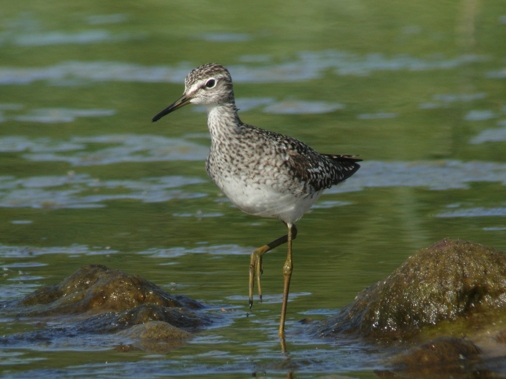 wood-sandpiper-cr