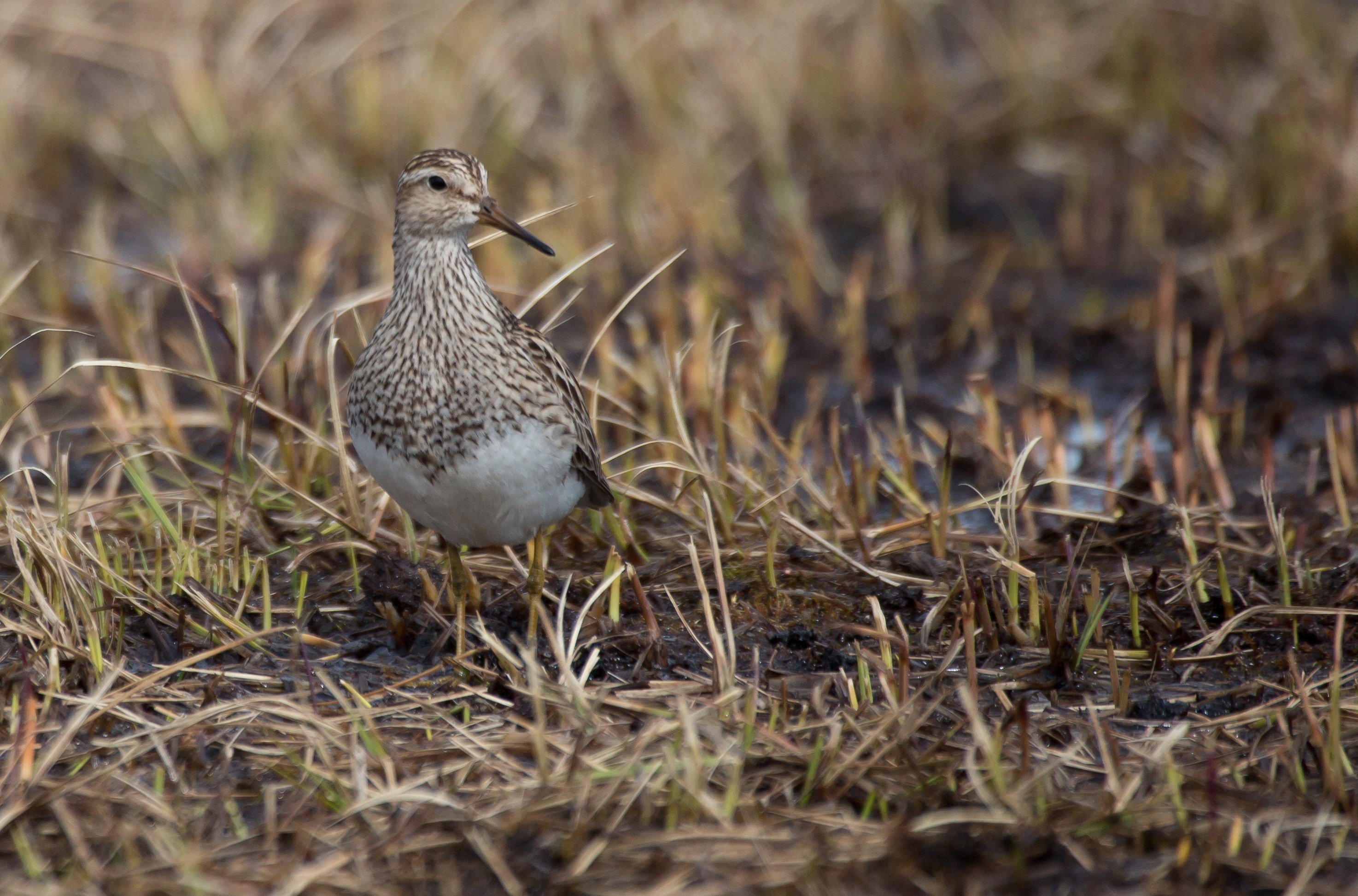 Pectoral Sandpiper (picture from the breeding grounds taken this summer by Andy Bunting)