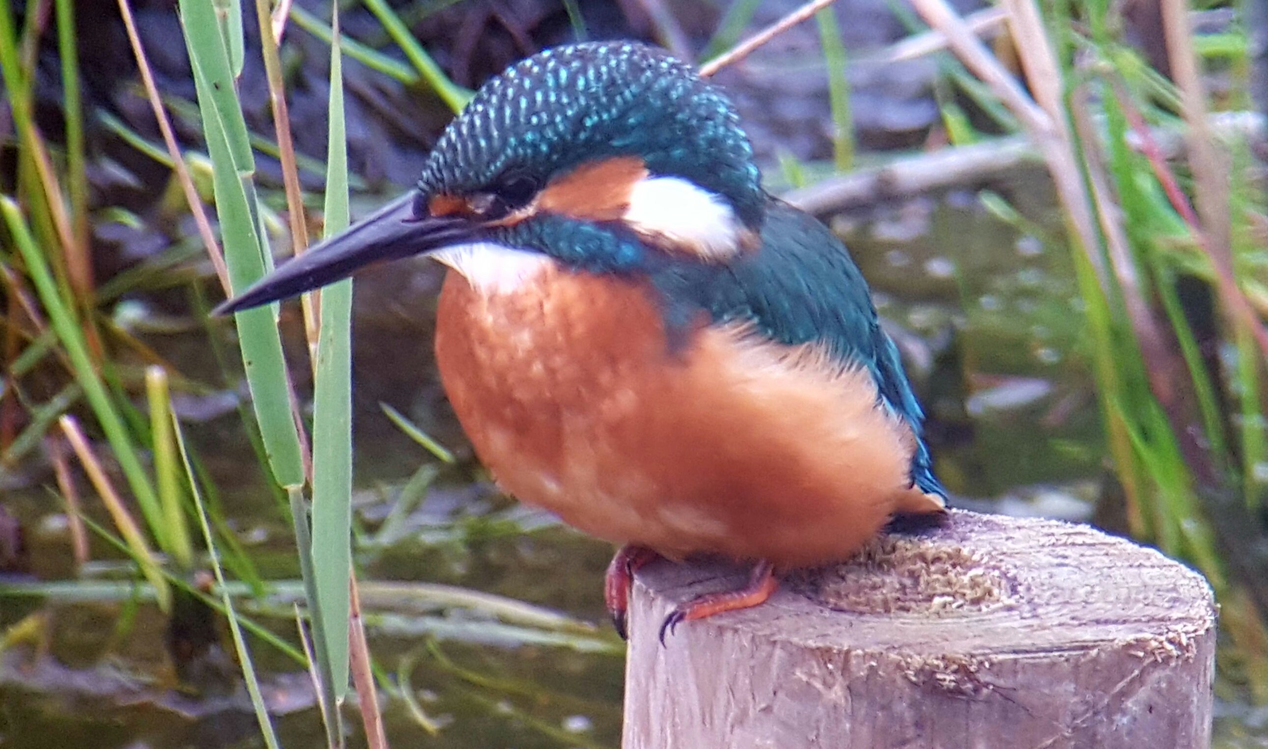 Kingfisher (taken with mobile phone and telescope)