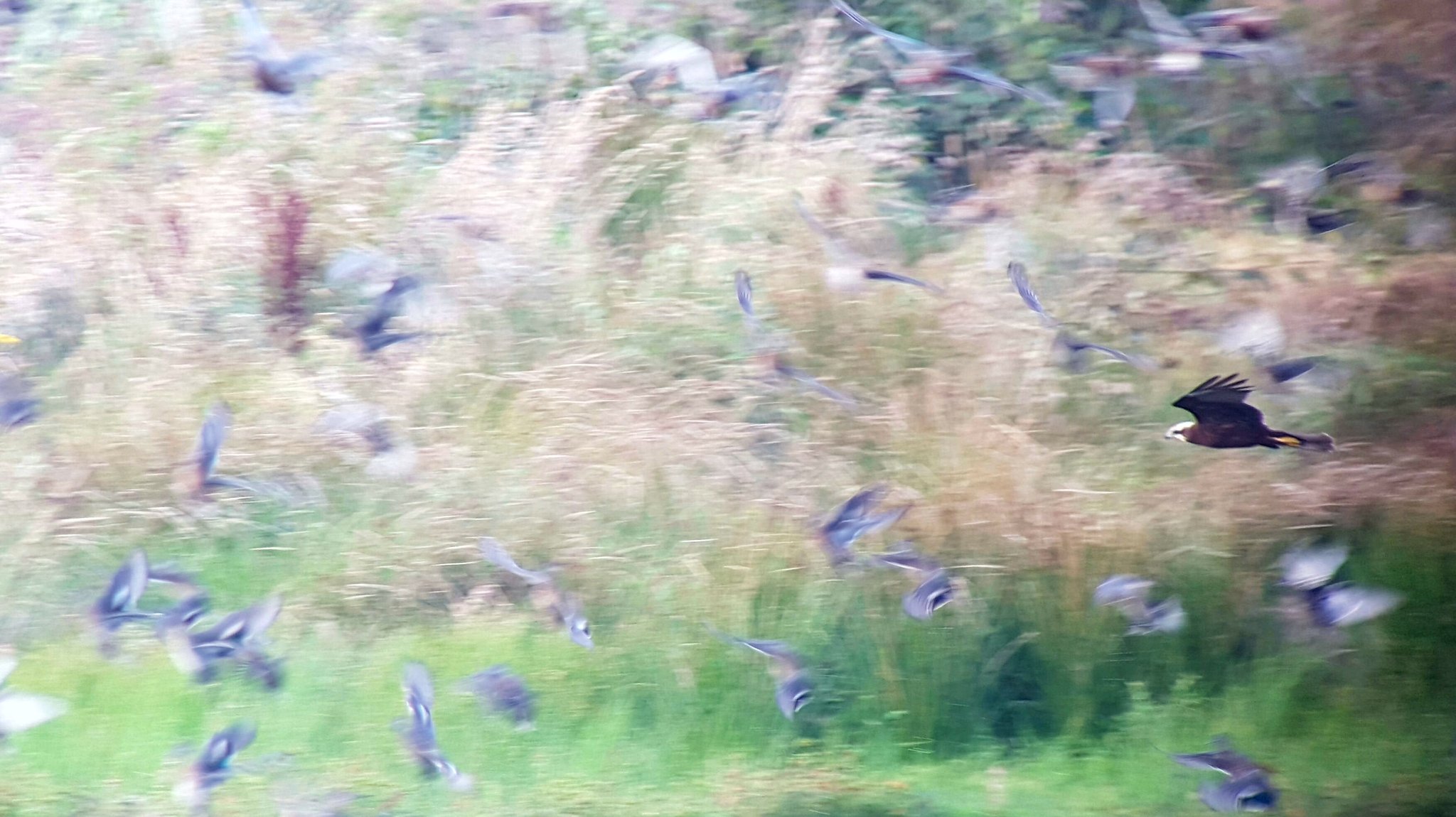 Marsh Harrier hunting Teal