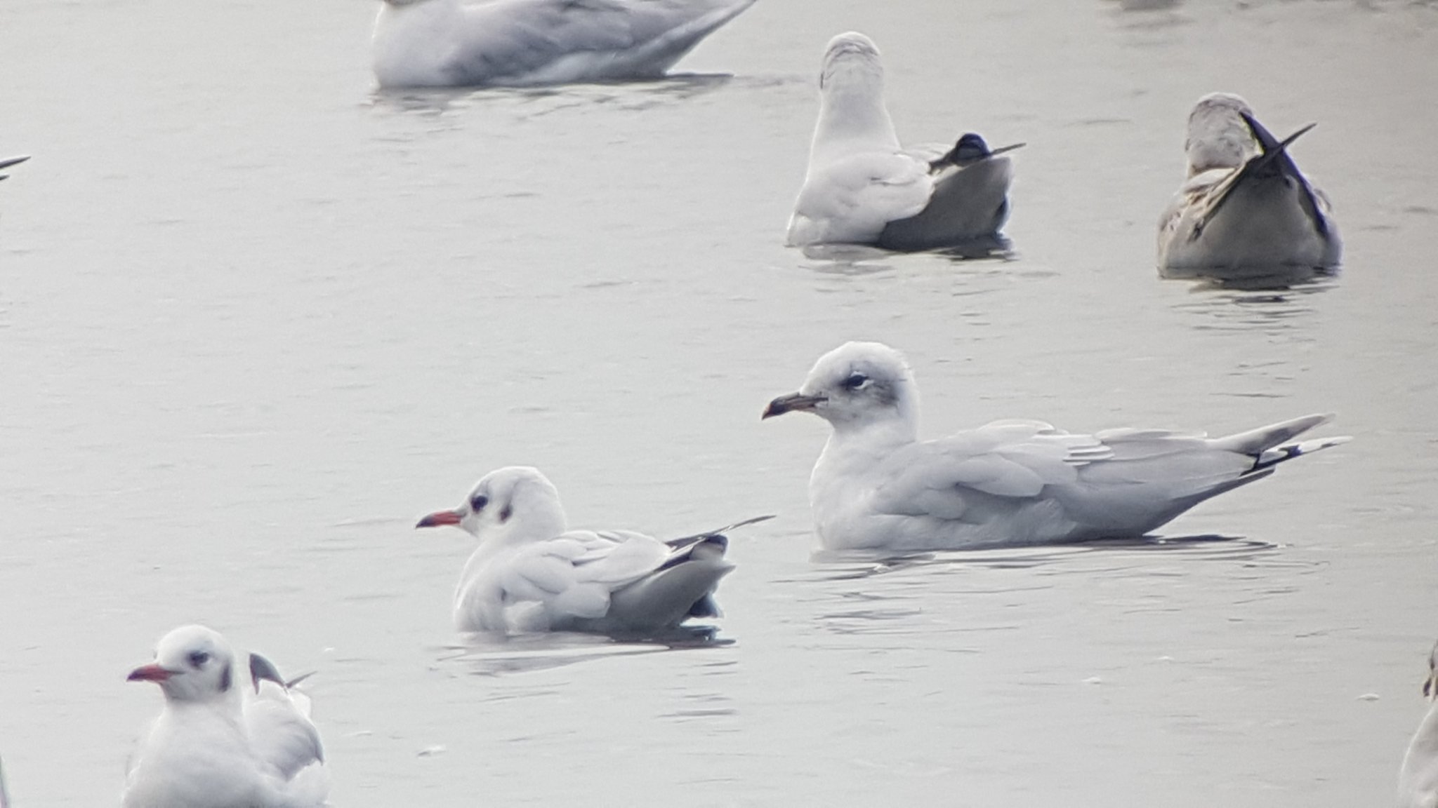 2nd winter Med Gull with Black-headed Gulls