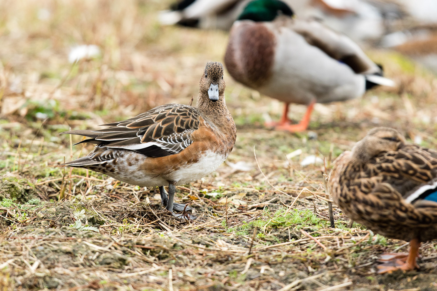 'Drab' wigeon by Nigel Cooke/WWT