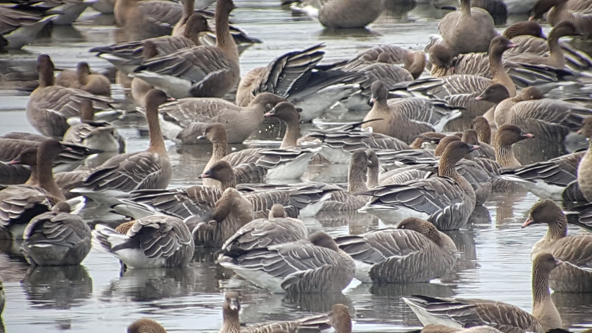 Pink-footed Geese showing well on Vinson's Marsh this afternoon.
