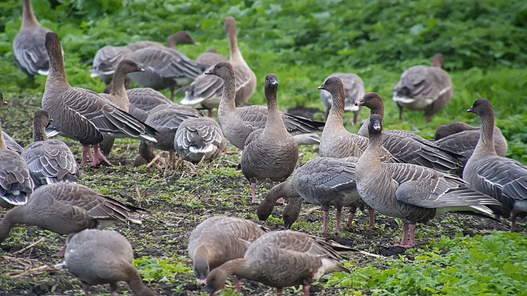 Pink-footed Geese feeding in front of the Ron Barker Hide.
