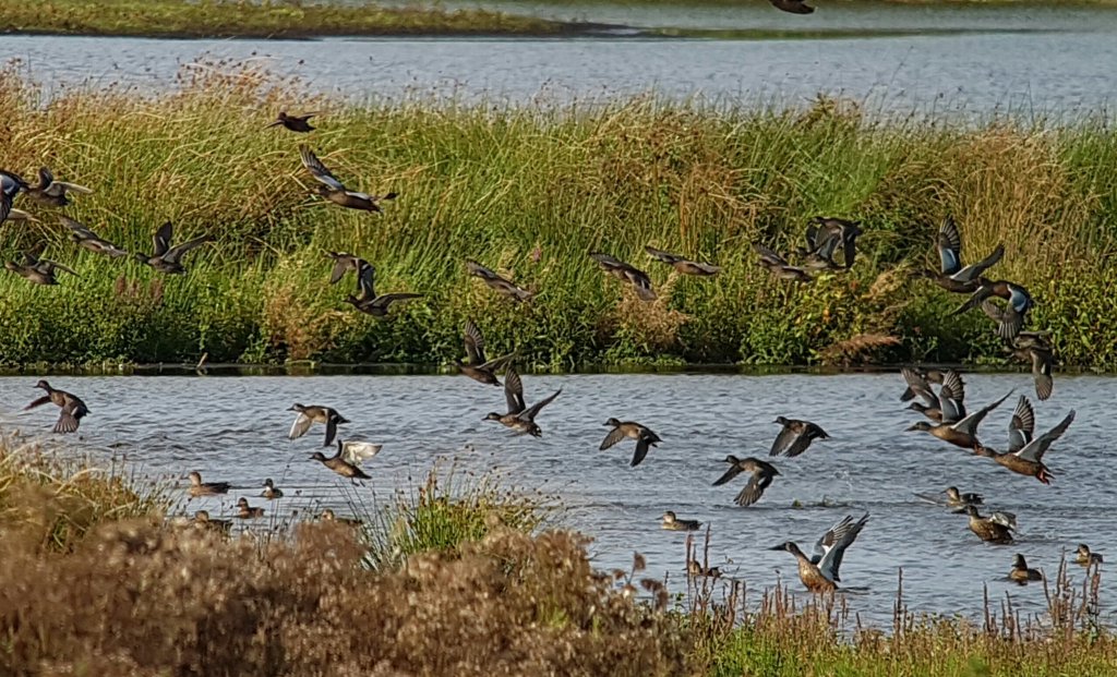 Shoveler and Teal taking evasive action