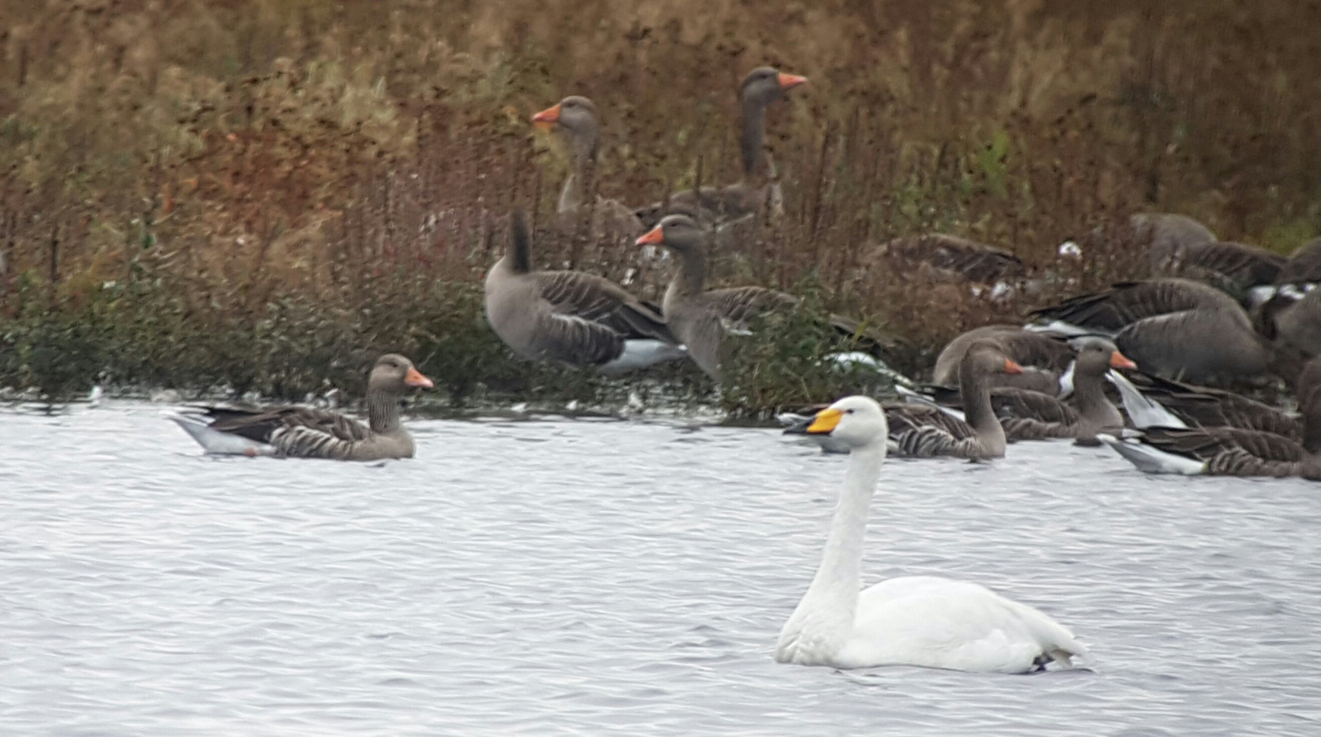 One of the new arrivals on the Mere this morning