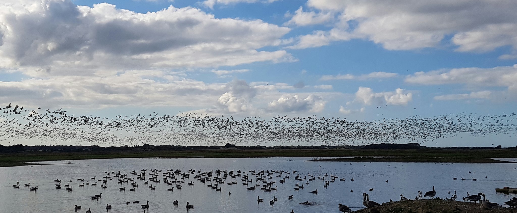 Pink-footed Geese rising
