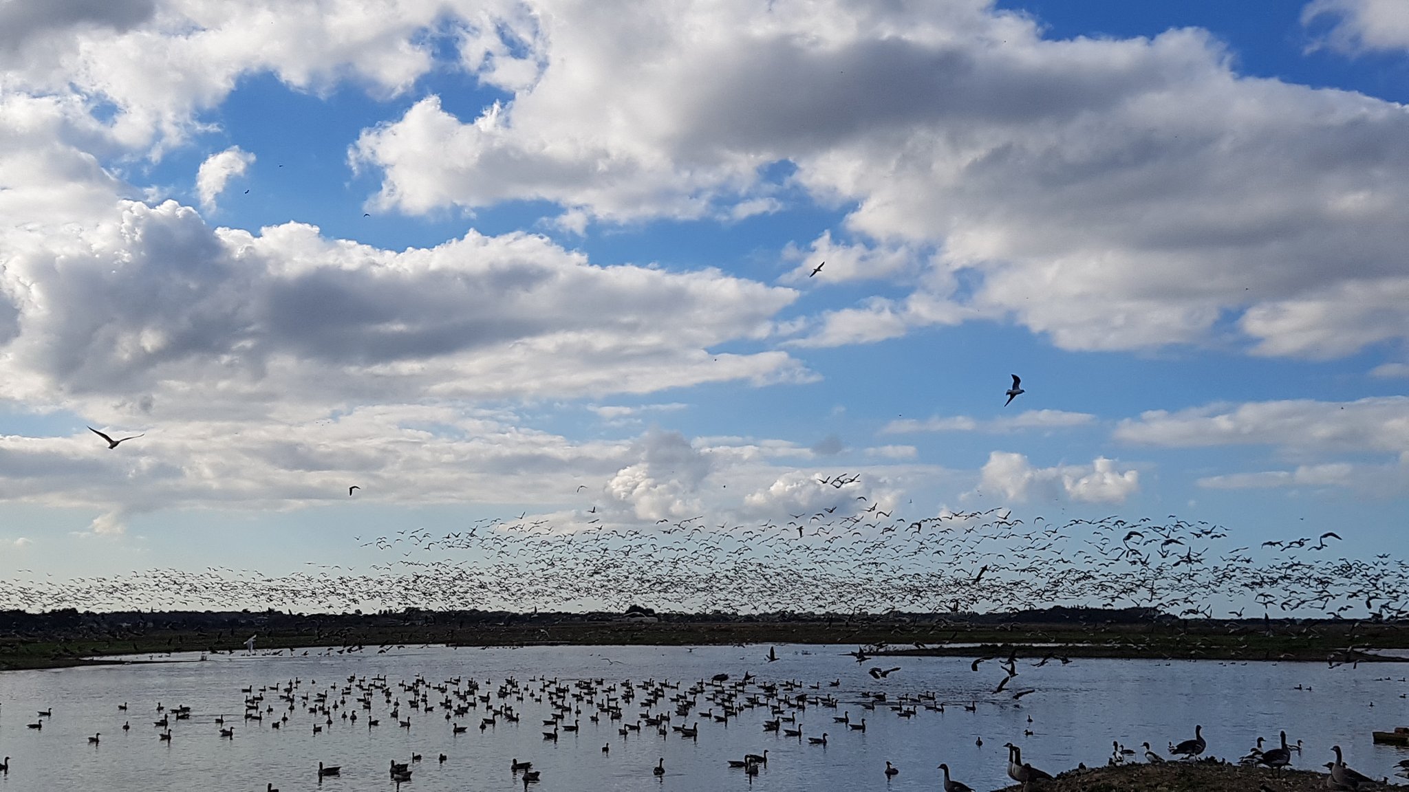15000+ Pink-footed Geese flushed by a Grey Heron!