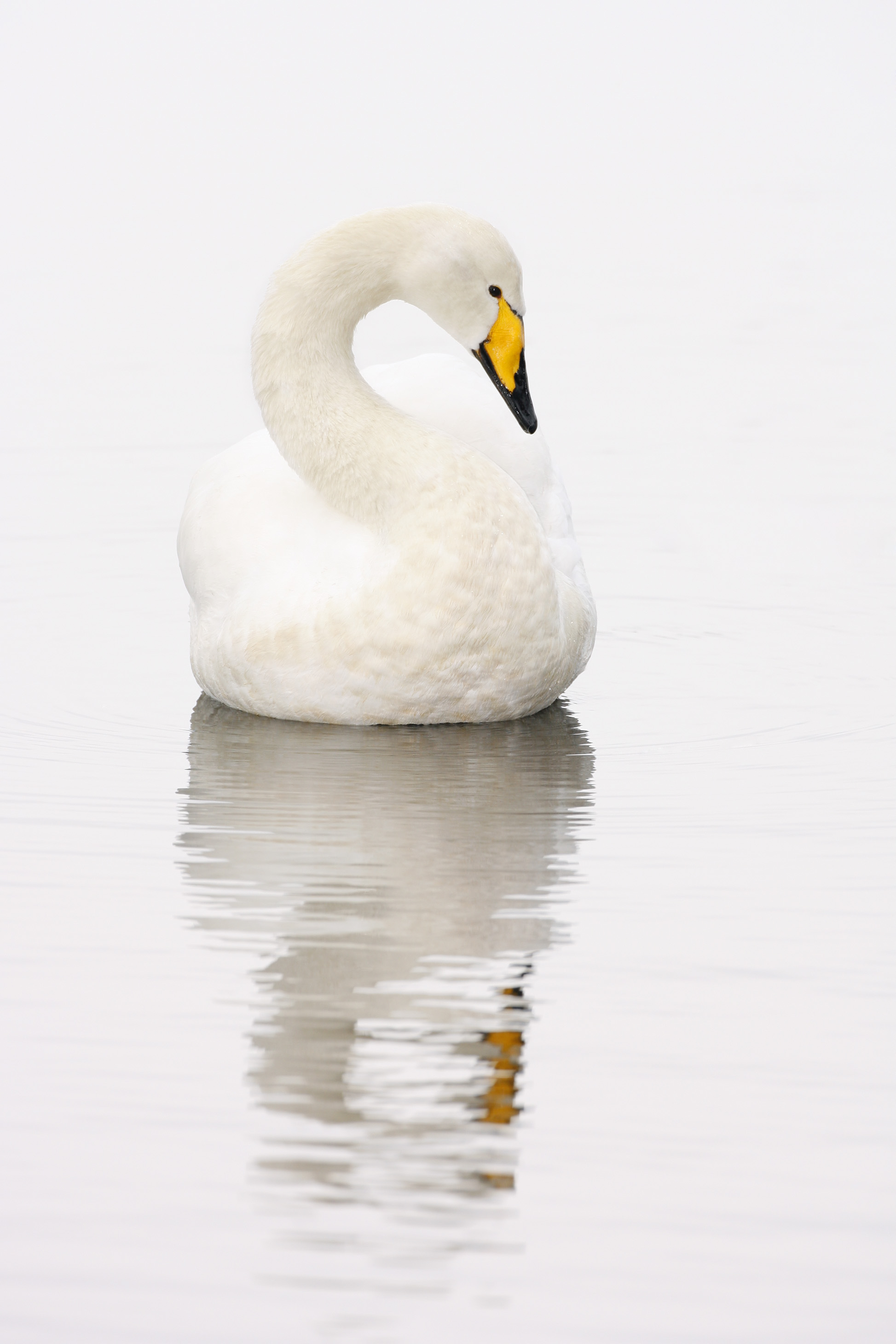 Whooper Swan, The Mere, Swanlink Hide, WWT Martin Mere, Burscough, Lancashire Category: WWT Nikon Photo of the Year
