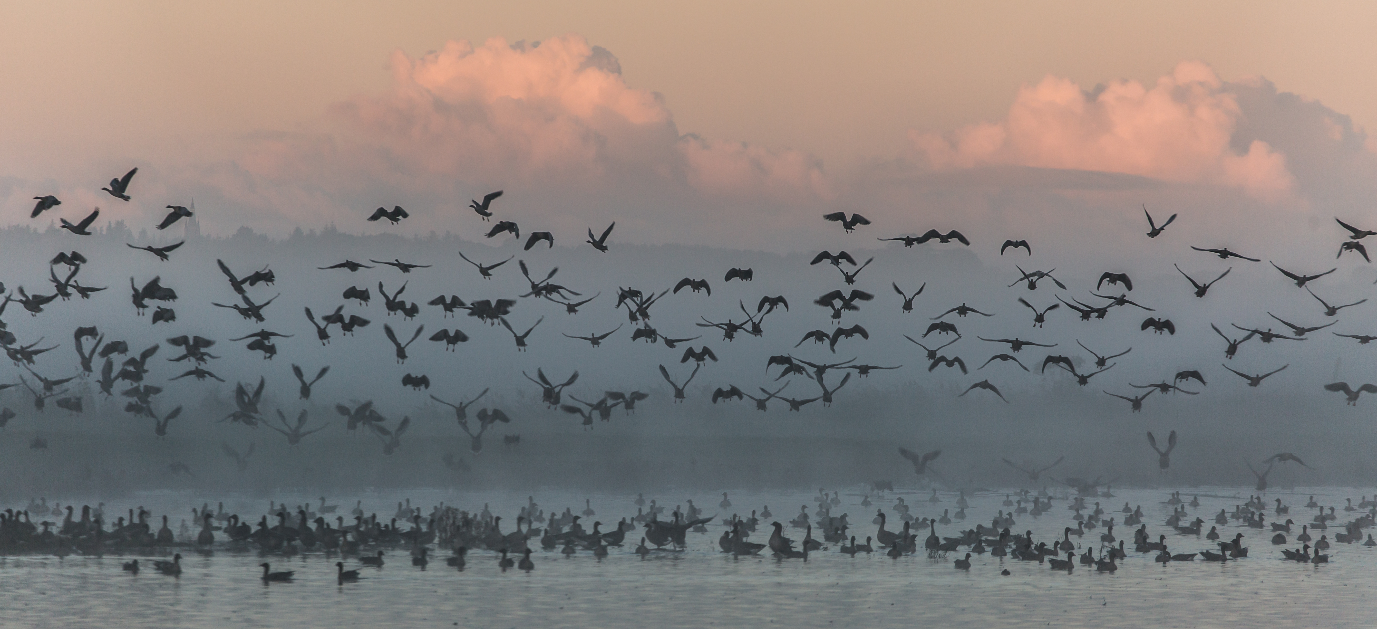 Pink-footed Geese rising out of the mist ( Picture by Andy Bunting)