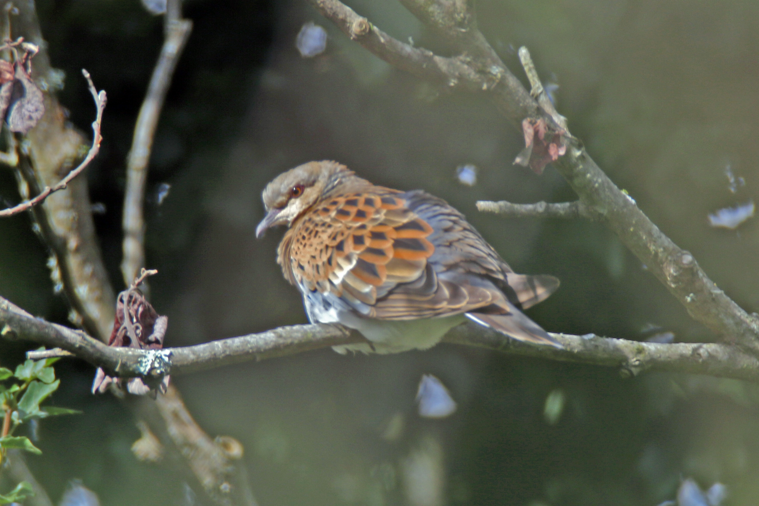 Turtle Dove cr Ray Davies