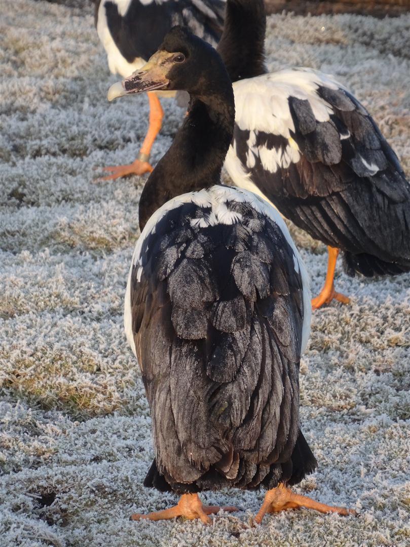 Frozen feathers on a Magpie goose.