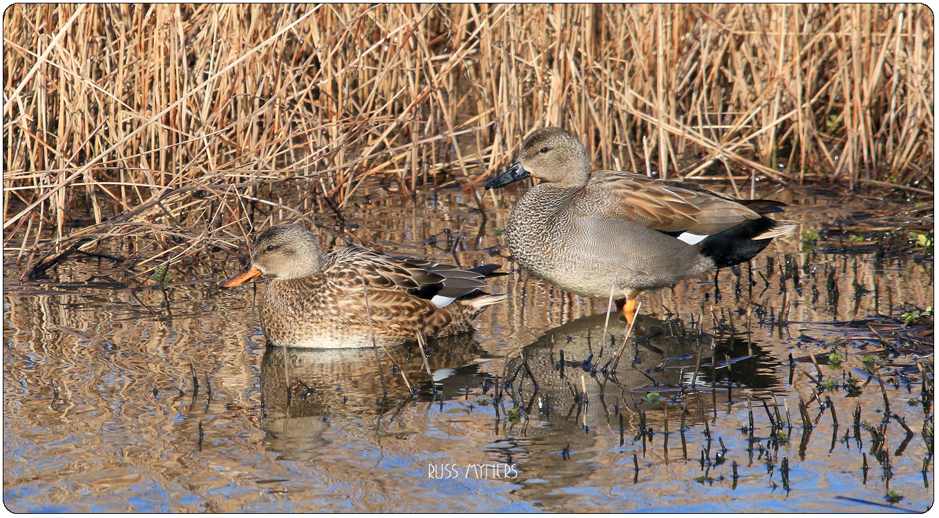 gadwall_0775